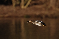 David Plant Photography - Wildlife Photography - Gadwall - D